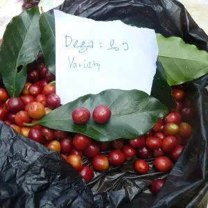 Diima Gedeb #1 Natural - Yirgacheffe