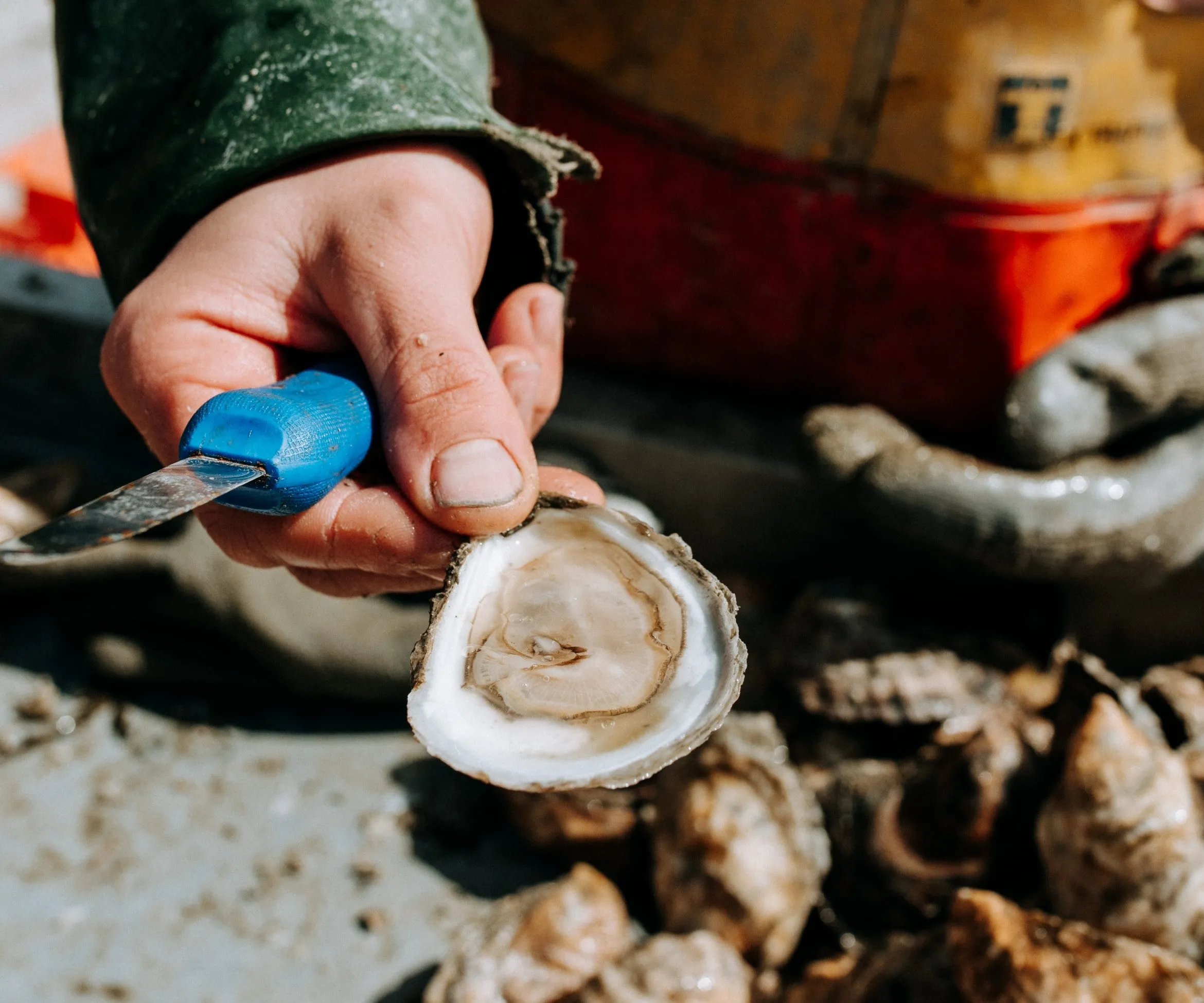 Norumbega Oysters from Damariscotta, ME