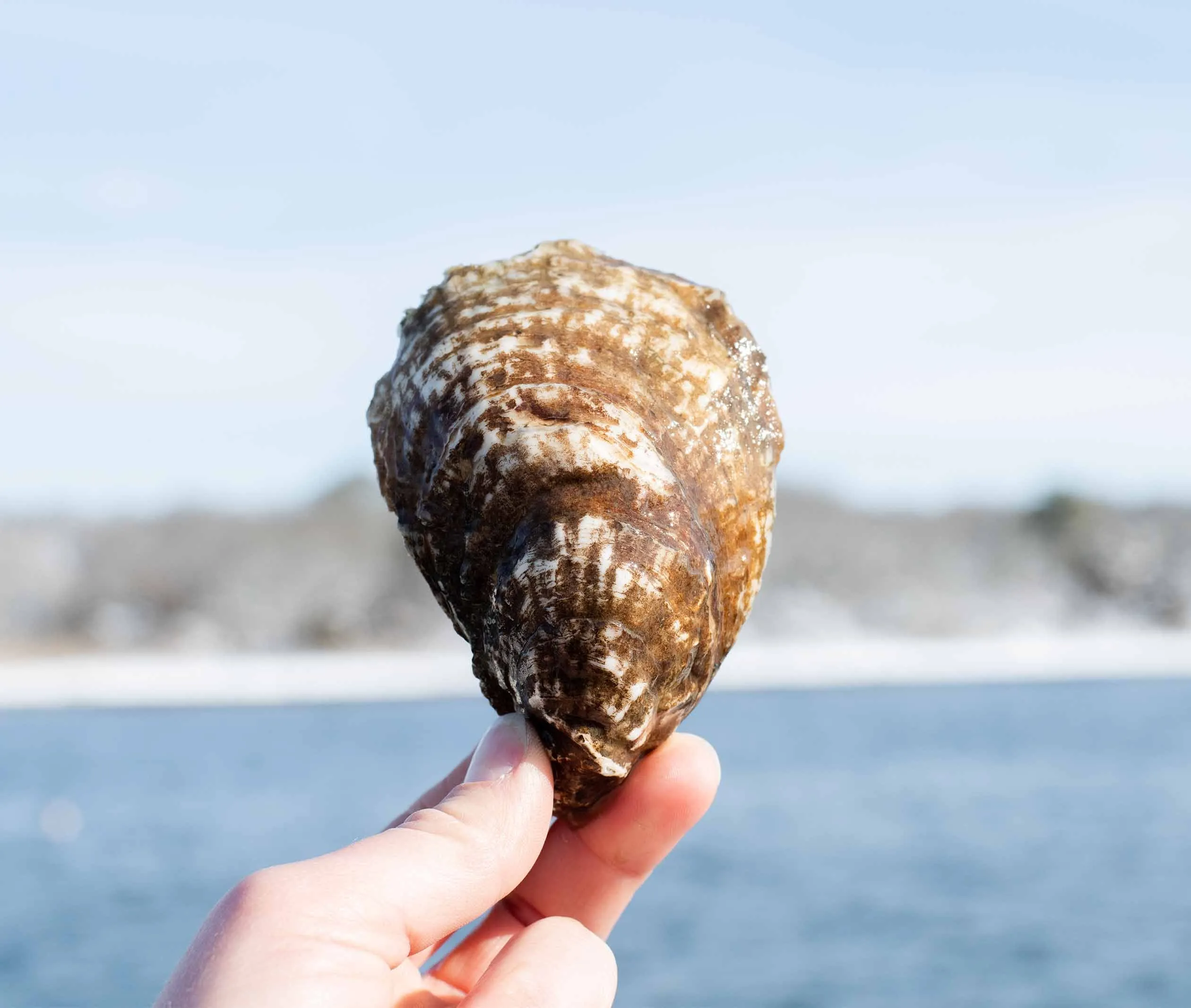 Riptide Oysters from Westport, MA