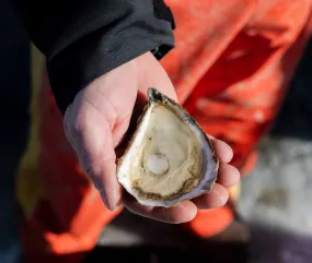 Riptide Oysters from Westport, MA