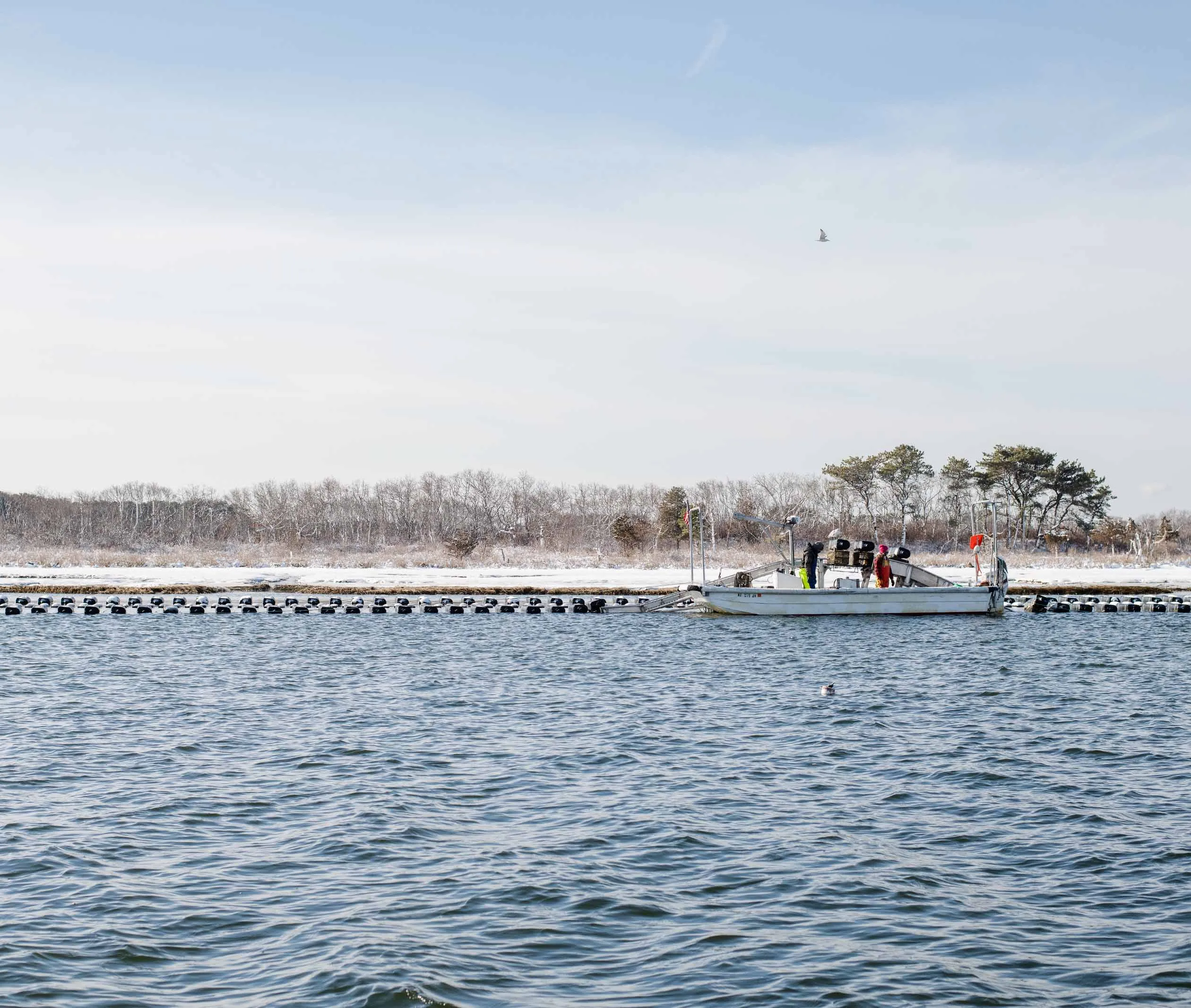 Riptide Oysters from Westport, MA