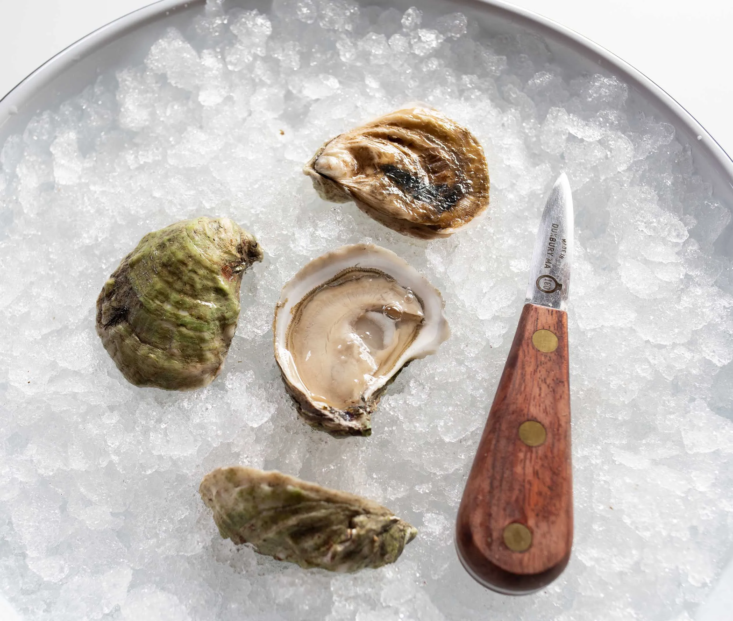 Submarine Oysters from South Thomaston, ME